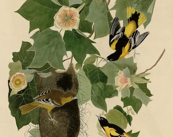 ボルチモアムクドリモドキのプリント、オーデュボン『アメリカの鳥』第12図版、ヴィンテージ鳥類ウォールアート、デジタルダウンロード、自然装飾