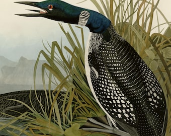 コモンルーン（アビ）のプリント、オーデュボン『アメリカの鳥類』プレート306、ヴィンテージ鳥類ウォールアート、デジタルダウンロード、レイクハウス装飾