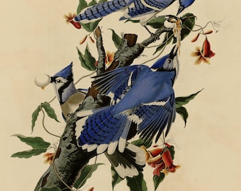 ブルージェイのプリント、オーデュボン『アメリカの鳥』プレート102、ヴィンテージバードウォールアート、デジタルダウンロード、自然装飾、ジェイのイラスト
