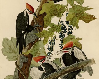 キツツキ科の鳥類の版画、オーデュボン『アメリカの鳥類』第111図版、ヴィンテージ風の鳥の壁掛けアート、デジタルダウンロード、自然装飾