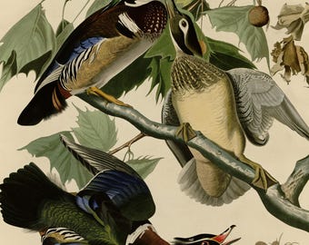 オシドリの版画、オーデュボン『アメリカの鳥類』プレート206、ヴィンテージ鳥類ウォールアート、デジタルダウンロード、自然装飾