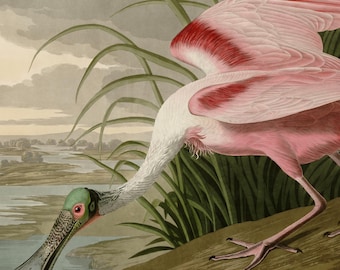 ベニヘラサギのプリント、オーデュボン『アメリカの鳥』プレート321、ヴィンテージ鳥の壁掛けアート、デジタルダウンロード、ピンクの鳥の装飾