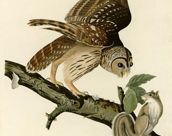 フクロウのプリント、オーデュボン『アメリカの鳥類』第46図版、ヴィンテージ鳥類ウォールアート、デジタルダウンロード、フクロウの装飾、自然アート