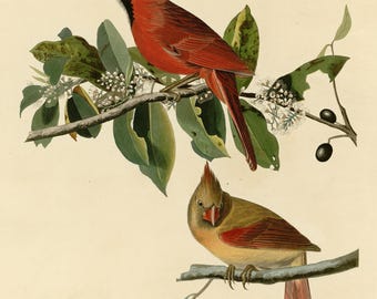 北方カーディナルプリント、オーデュボン『アメリカの鳥』プレート159、ヴィンテージ鳥の壁掛けアート、デジタルダウンロード、赤い鳥の装飾