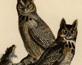 アメリカワシミミズクのプリント、オーデュボン鳥類図鑑61番、ヴィンテージ鳥類ウォールアート、デジタルダウンロード、自然装飾、フクロウのイラスト