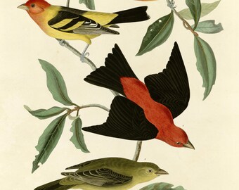Scarlet Tanager Print, Audubon Birds of America Plate 354, Vintage Bird Wall Art, Digital Download, Red Bird