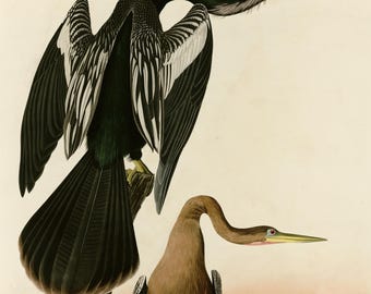 アネハヅルのプリント、オーデュボン『アメリカの鳥』プレート316、ヴィンテージ鳥類ウォールアート、デジタルダウンロード、ヘビ鳥