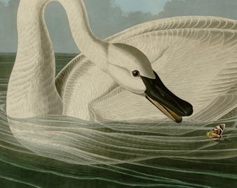 Trumpeter Swan Print, Audubon Birds of America Plate 406, Vintage Bird Wall Art, Digital Download, Nature Decor