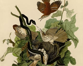 Brown Thrasher Print, Audubon Birds of America Plate 116, Vintage Bird Wall Art, Digital Download, Nature Decor