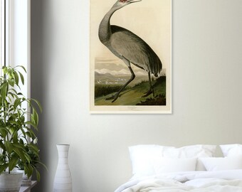 Sandhill Crane Print, Audubon Birds of America, Vintage Bird Wall Art