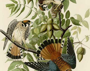 アメリカチョウゲンボウのプリント、オーデュボン『アメリカの鳥』プレート142、ヴィンテージ鳥類ウォールアート、デジタルダウンロード、ハヤブサ