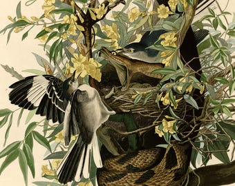 Northern Mockingbird Print, Audubon Birds of America Plate 21, Vintage Bird Wall Art, Digital Download, Rattlesnake