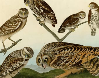 アナホリフクロウのプリント、オーデュボン『アメリカの鳥類』プレート432、ヴィンテージ鳥類ウォールアート、デジタルダウンロード、自然装飾