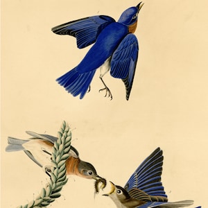 May include: An illustration of three bluebirds in flight and perched on a branch. The birds have vibrant blue wings and backs, with orange and brown accents on their chests and heads. One bird is shown with its wings spread, while another is feeding a worm to a chick.