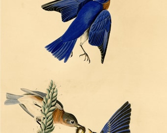 ヒガシツバメのプリント、オーデュボン『アメリカの鳥』プレート113、ヴィンテージ鳥類ウォールアート、デジタルダウンロード、自然装飾