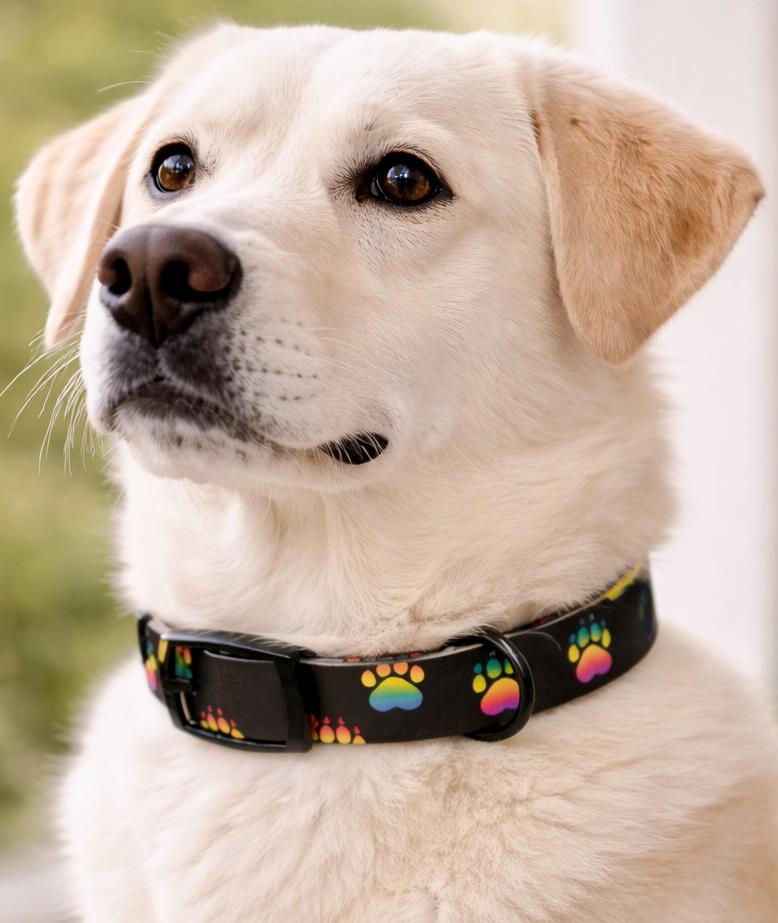 Turcobear Rainbow Paw Print Dog Collar - Durable TPU