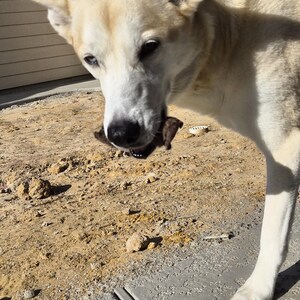 Op de afbeelding: Een lichtgekleurde hond met een zwarte neus en donkere ogen houdt een klein, donker voorwerp in zijn bek. De hond is buiten op een zonnige dag, met een gebouw en blauwe lucht op de achtergrond.