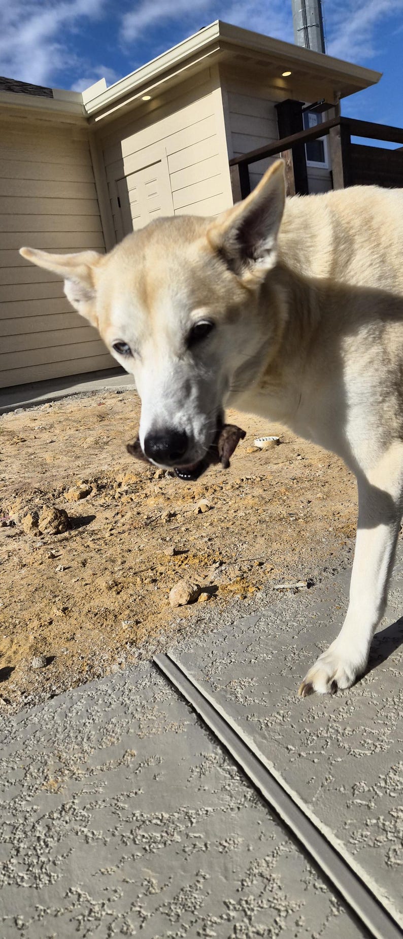 Op de afbeelding: Een lichtgekleurde hond met een zwarte neus en donkere ogen houdt een klein, donker voorwerp in zijn bek. De hond is buiten op een zonnige dag, met een gebouw en blauwe lucht op de achtergrond.