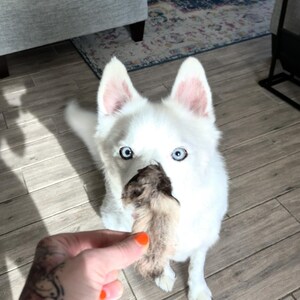 Op de afbeelding: Een witte hond met blauwe ogen kijkt omhoog. Hij houdt een bruin voorwerp in zijn bek. Een hand met oranje nagellak presenteert het voorwerp. De hond zit op een houten vloer.