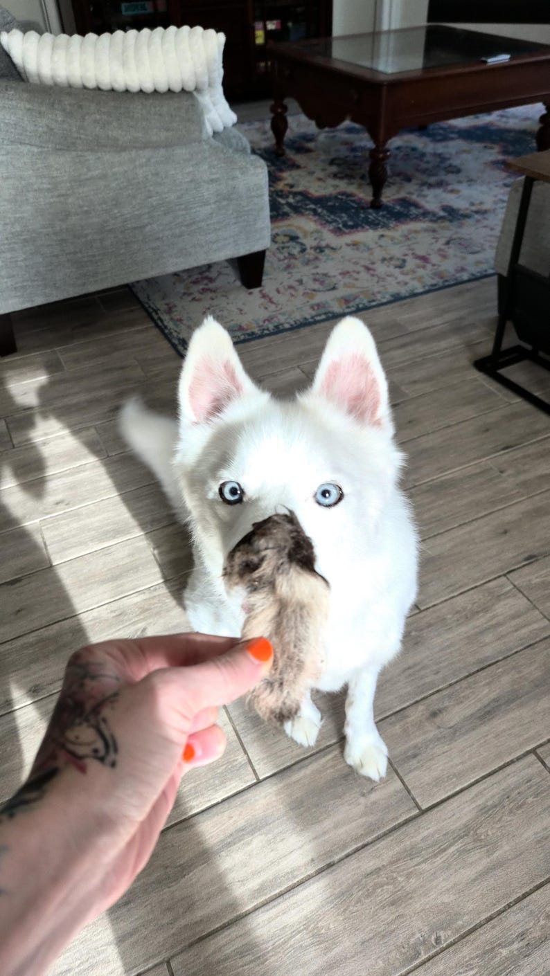 Op de afbeelding: Een witte hond met blauwe ogen kijkt omhoog. Hij houdt een bruin voorwerp in zijn bek. Een hand met oranje nagellak presenteert het voorwerp. De hond zit op een houten vloer.