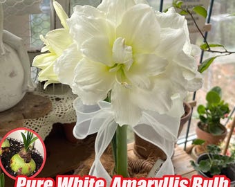 Classic White Amaryllis Bulb, Double Petal, Timeless Beauty for Any Space