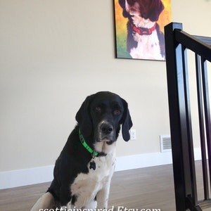 May include: A black and white dog with a green collar sits on a wooden floor, with a framed portrait of a similar dog hanging on the wall. The portrait features a dog with a red collar against a colorful background.