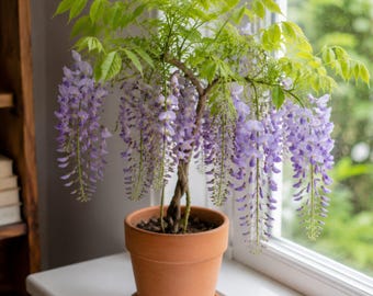 pinnatum variegata Epipremnum Pinnatum Variegata Steckling – whiteleafplants