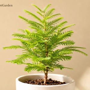 May include: A Norfolk Island pine plant with vibrant green, needle-like foliage arranged in symmetrical tiers, planted in a simple white ceramic pot. The text FreshStartGarden is visible in the upper left corner of the image.