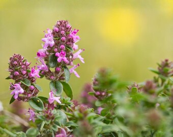 Puede incluir: Primer plano de flores de tomillo con pequeñas flores de color púrpura claro y hojas verdes. Las flores están agrupadas, creando una apariencia texturizada. El fondo es un amarillo y verde suave y borroso.