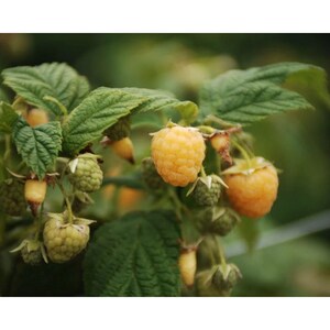 K&ouml;nnte beinhalten: Eine Ansammlung von goldgelben Himbeeren, die an einer Pflanze mit gr&uuml;nen Bl&auml;ttern wachsen. Die Beeren befinden sich in verschiedenen Reifestadien, wobei einige blassgr&uuml;n und fest sind, w&auml;hrend andere voll entwickelt und gelb sind.