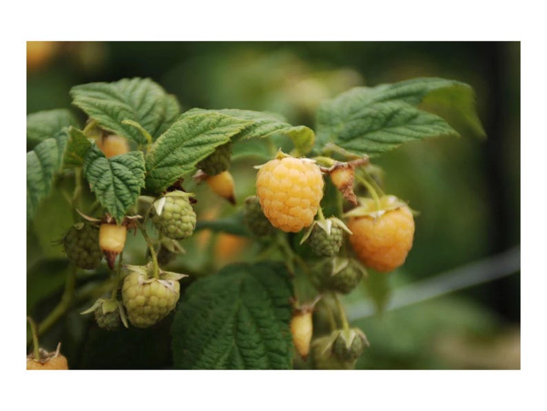 K&ouml;nnte beinhalten: Eine Ansammlung von goldgelben Himbeeren, die an einer Pflanze mit gr&uuml;nen Bl&auml;ttern wachsen. Die Beeren befinden sich in verschiedenen Reifestadien, wobei einige blassgr&uuml;n und fest sind, w&auml;hrend andere voll entwickelt und gelb sind.