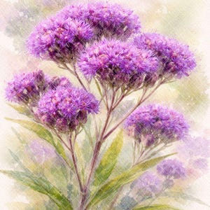 Könnte beinhalten: Aquarellmalerei von lila Blumen mit mehreren Clustern kleiner, flauschiger Blüten. Die Blumen haben ein weiches, strukturiertes Aussehen, mit grünen Blättern und Stielen. Der Hintergrund ist eine helle, verschwommene Farbwäsche.