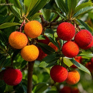 Op de afbeelding: Een tros Arbutus unedo-vruchten, algemeen bekend als aardbeiboomvruchten, hangend aan takken met groene bladeren. De ronde, getextureerde vruchten veranderen van kleur van levendig geel-oranje naar dieprood en hebben een bobbelig oppervlak.