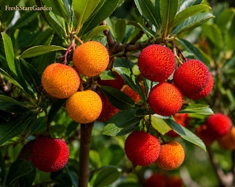 Puede incluir: Un racimo de frutos de Arbutus unedo, conocidos como madroños, colgando de ramas con hojas verdes. Los frutos redondos y texturizados cambian de color de un amarillo anaranjado vibrante a un rojo intenso, mostrando una superficie rugosa.