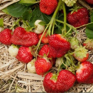 May include: A cluster of ripe red strawberries and several pale green unripe strawberries attached to green stems and leaves, resting on a bed of dry straw. The strawberries vary in size and shape, displaying textured surfaces with small seeds.