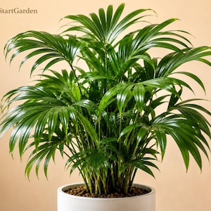 Könnte beinhalten: Eine üppige Bergpalme mit leuchtend grünen, gefiederten Wedeln, die von einer zentralen Basis nach außen strahlen. Die Pflanze steht in einem glatten, zylindrischen weißen Keramiktopf, der mit kleinen braunen Erdkieseln gefüllt ist. Der Text FreshStartGarden ist sichtbar.