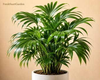 May include: A lush parlour palm plant with vibrant green, feathery fronds radiating outwards from a central base. The plant is potted in a smooth, cylindrical white ceramic container filled with small brown soil pebbles. The text FreshStartGarden is visible.