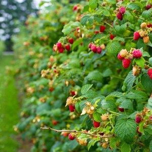 May include: A raspberry bush featuring numerous clusters of vibrant red berries in various stages of ripeness, interspersed with pale yellow, unripe fruit and textured green leaves on thin, woody stems within a dense, sprawling garden patch.