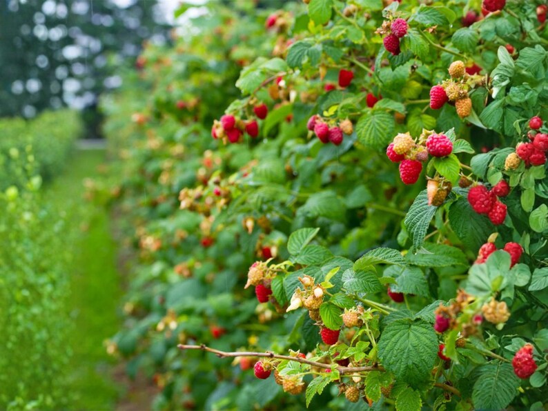 May include: A raspberry bush featuring numerous clusters of vibrant red berries in various stages of ripeness, interspersed with pale yellow, unripe fruit and textured green leaves on thin, woody stems within a dense, sprawling garden patch.