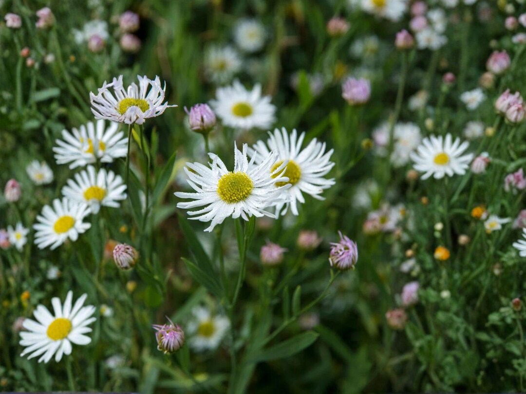 False Aster Boltonia Asteroides Seeds (500) – False Aster | Native Perennial ...