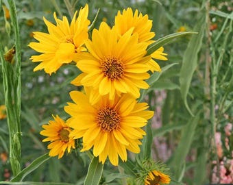 Helianthus maximiliani Seeds – Maximilian’s Sunflower – Native Perennial Wildflower – 50 Seeds