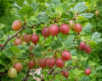 Puede incluir: Un arbusto de grosellas con numerosos frutos redondos de color rojo rosado que cuelgan de ramas delgadas y leñosas. Las bayas presentan rayas verticales tenues y están rodeadas de hojas dentadas de color verde brillante. Se ven bayas verdes inmaduras.
