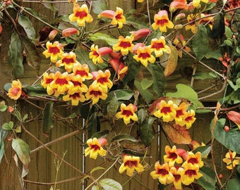 Tangerine Beauty Crossvine – Live Plant, Red-Orange Flowers, Easy To Grow