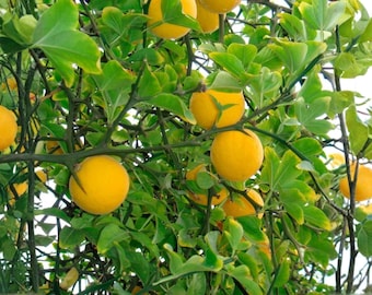 Puede incluir: Primer plano de una rama espinosa con frutos amarillos brillantes. Las frutas redondas contrastan con las hojas verdes con bordes amarillos. La imagen está bien iluminada, mostrando los detalles de la planta.