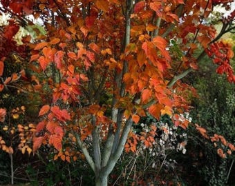 Puede incluir: Un árbol vibrante con hojas naranjas y rojas, mostrando los colores del otoño. El tronco y las ramas grises contrastan con el follaje brillante, creando una exhibición visualmente atractiva del cambio estacional de la naturaleza.