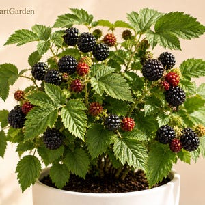 May include: A potted blackberry plant with green serrated leaves and numerous berries in various stages of ripening, from small green and red to large dark purple-black. The text FreshStartGarden is visible in the upper left corner.