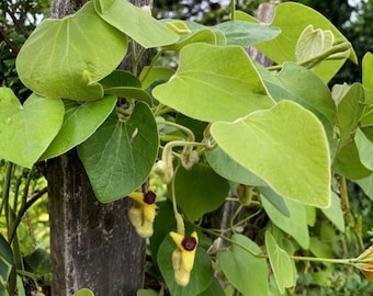 Puede incluir: Primer plano de una planta trepadora con hojas verdes grandes en forma de corazón. La planta tiene flores amarillas y marrones colgando. La planta crece en un poste de madera desgastado.