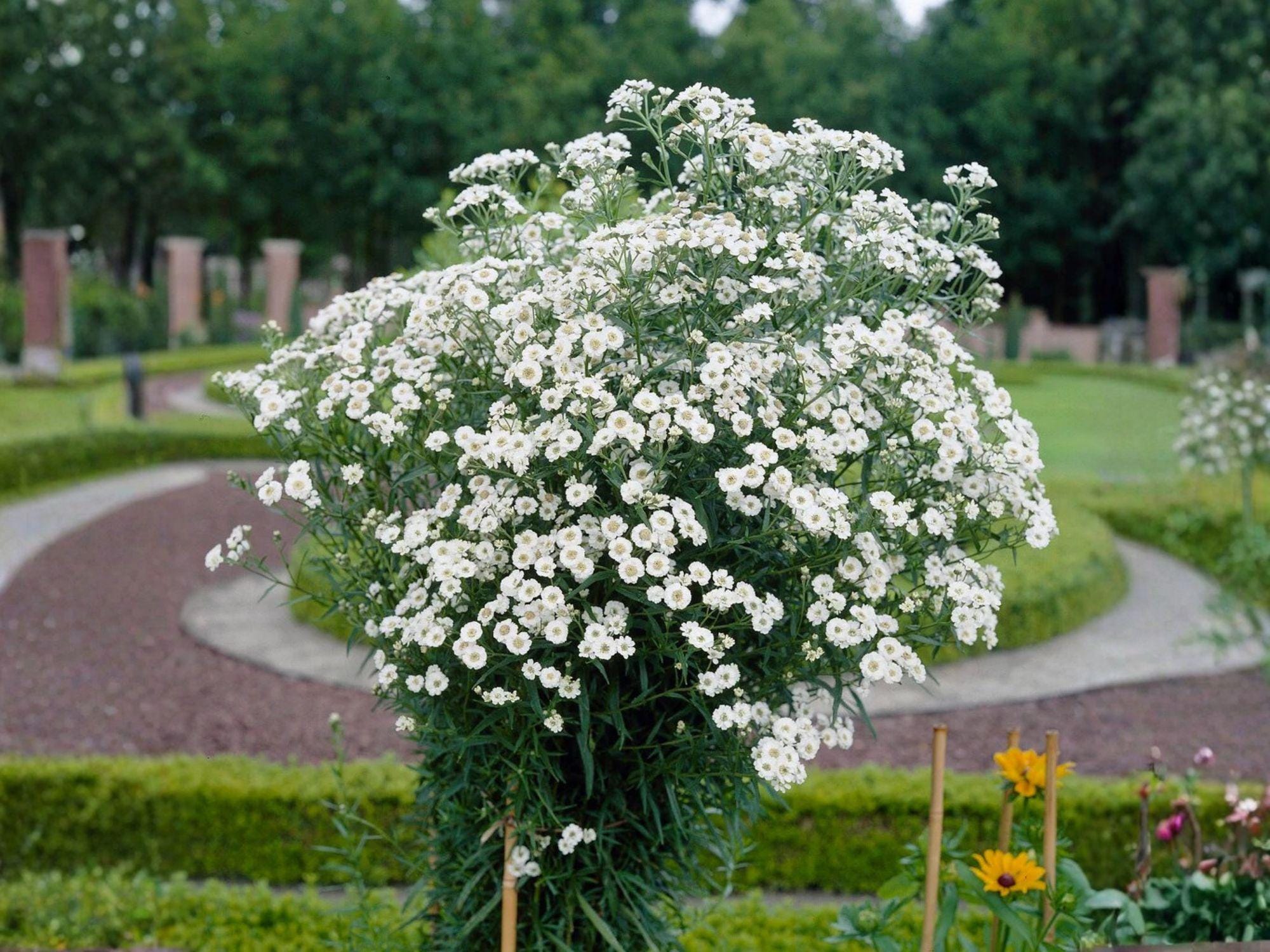 False Aster Boltonia Asteroides Seeds (500) – False Aster | Native Perennial ...