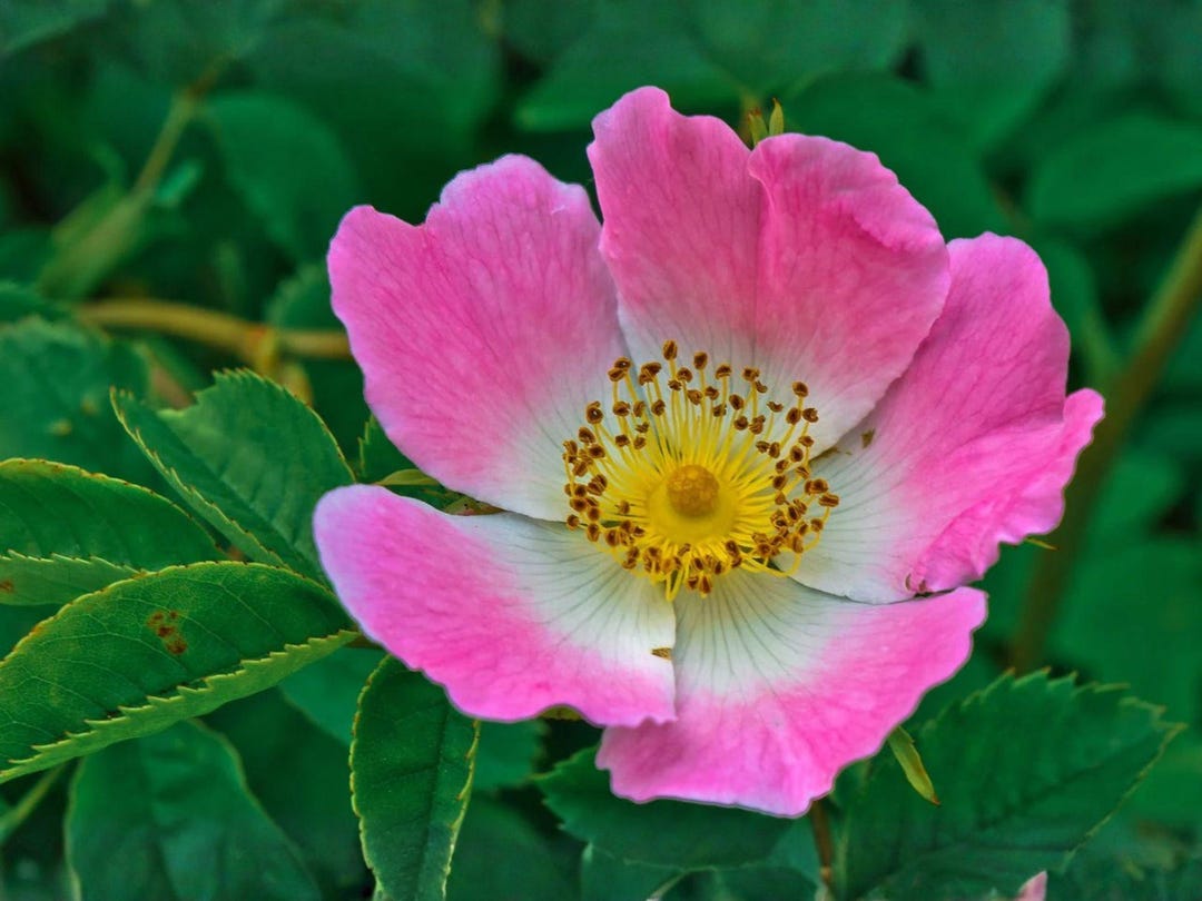 Prairie Wild Rose Seeds – Heirloom Rosa Arkansana Native Flower Garden ...