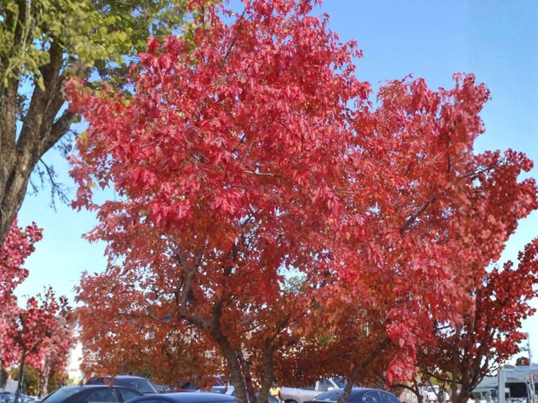 Amur Maple Seeds – Acer Ginnala Hardy Dwarf Tree, Brilliant Red Fall ...
